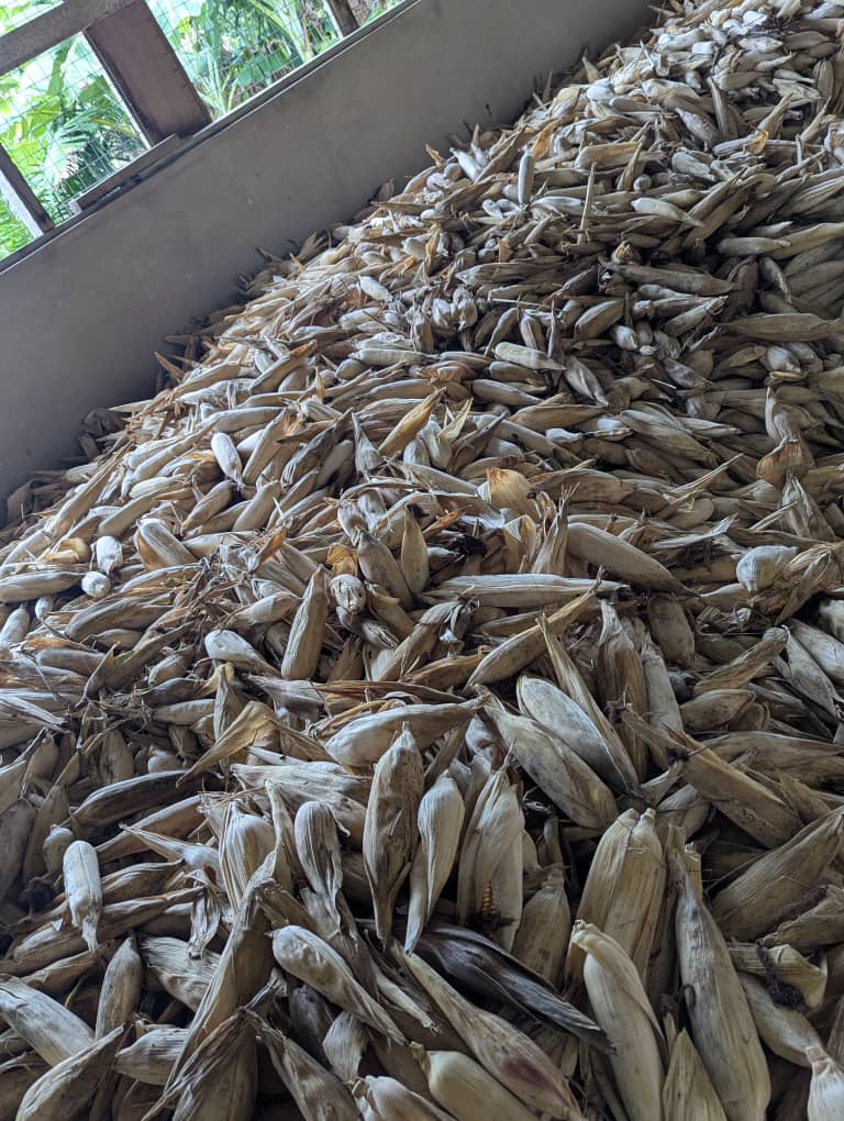 Harvested Corn